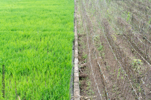 Green field against dry field with half and half.