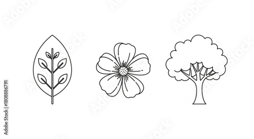 Botanical line art illustration of leaf flower and tree nature drawing vector design elements for print 100