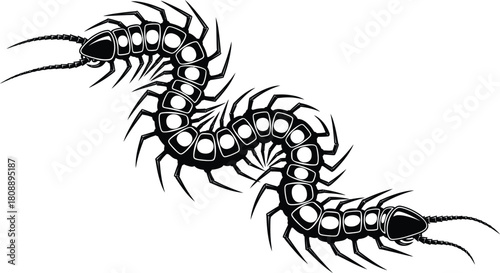 Centipede illustration black and white creepy crawly insect design