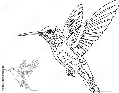 Hummingbird line art illustration with detailed wing and feather design