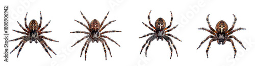 Four spiders with brown and black markings isolated on transparent background, showcasing their intricate patterns and eight legs in a detailed composition