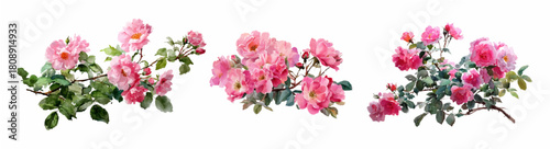 Watercolor set of bush roses. Rose bush with pink flowers, green leaves and stems with thorns. Garden flowers of a climbing rose. Summer hand drawn flowers.