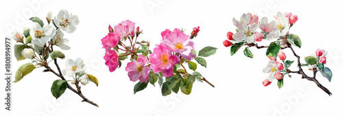 Watercolor set of branches with apple blossom. Branch of apple tree with white and pink flowers and leaves. Spring blossom of fruit trees. Hand drawn spring floral elements.