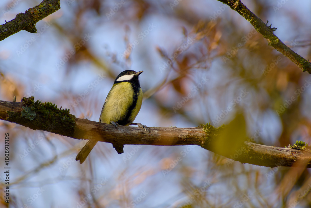 Naklejka premium Great tit perched on a tree branch