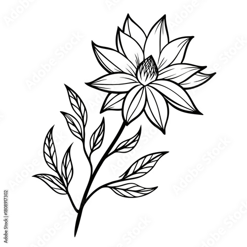 flannel actinotus minor lesser line  art