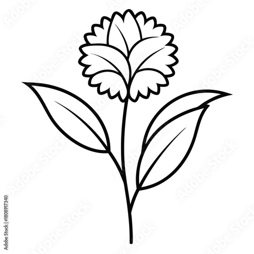  floss corymbia ficifolia fairy