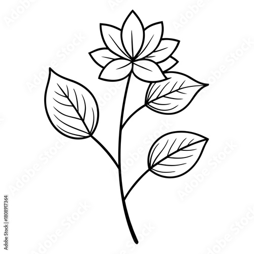 fothergilla major line art 