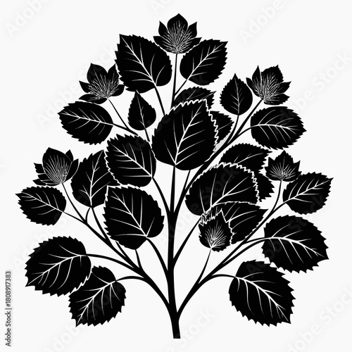 fothergilla major silhouette flower