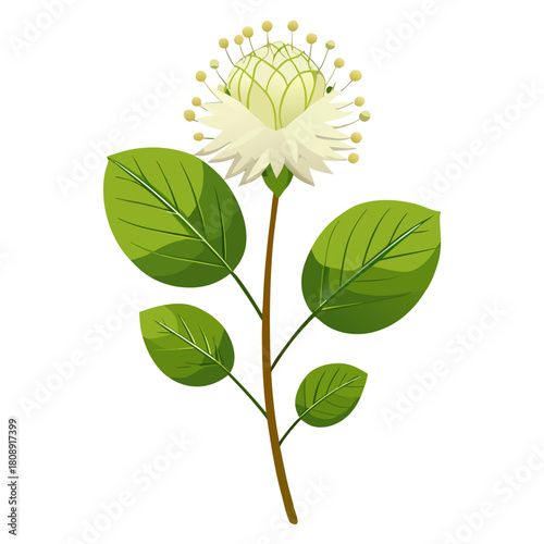 fothergilla major flower vector illustration