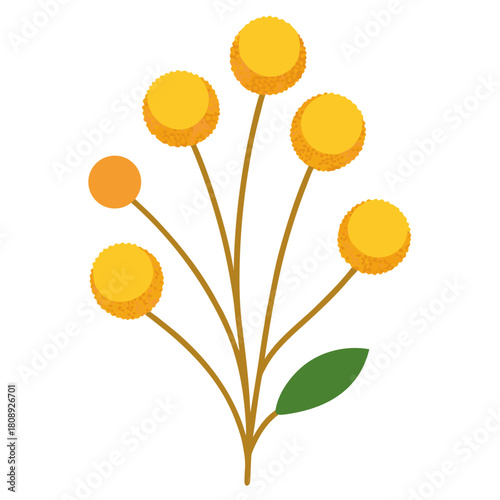 vector illustration of a billy buttons flower on white background