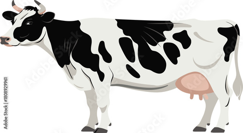 Black and white dairy cow standing, farm animal cattle, milk production, agriculture livestock, isolated flat vector illustration
