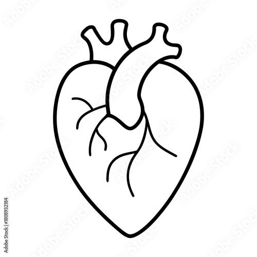 Heart anatomy outline drawing