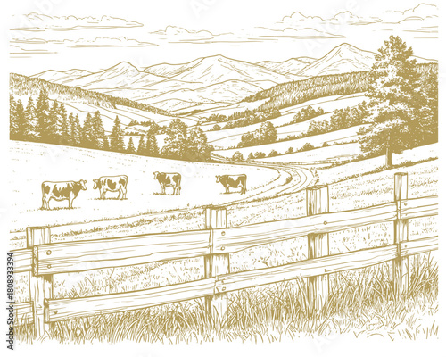 Spacious pastures on hills. There are mountains and forests on the horizon. Cows graze in field, grass and bushes in  foreground. Vector illustration. Sketch is linear drawing on a white background80