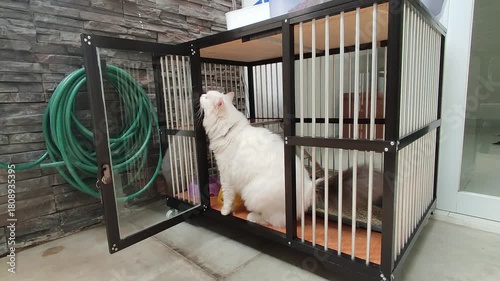 White fluffy cat steps out of an open pet cage indoors, captured in a clean, natural-light setting. Ideal for pet care, animal behavior, and feline lifestyle footage.