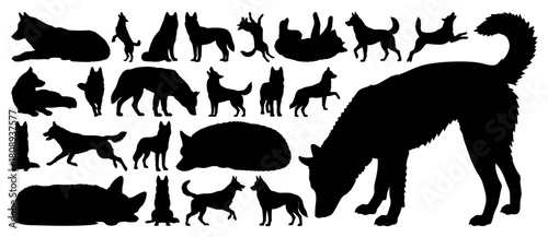 Siberian Husky Dog Silhouettes Various Poses, Vector Graphic Set on Transparent Background