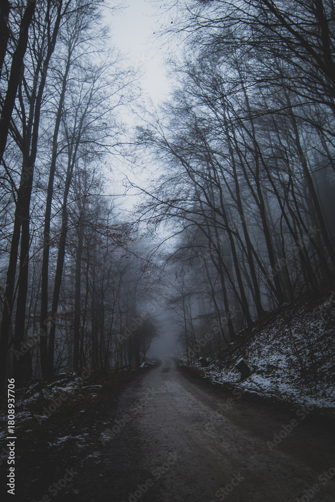 Obraz premium winter in the forest