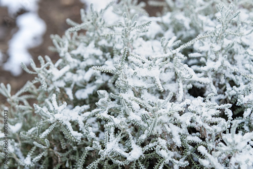 Santolina chamaecyparissus shrub covered with fresh snow in winter garden.
