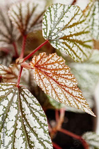 begonia rex leaf foliage macro