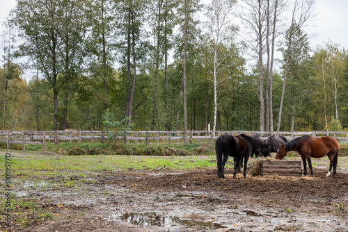 Slika na platnu Horses eating hay from a hay rack in a paddock in the free-range stable