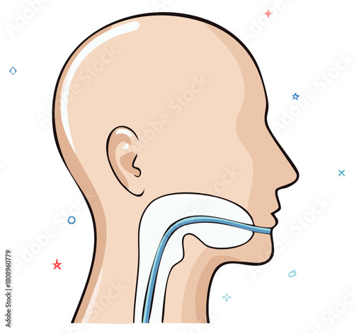 Human head anatomy illustration with trachea and upper airway