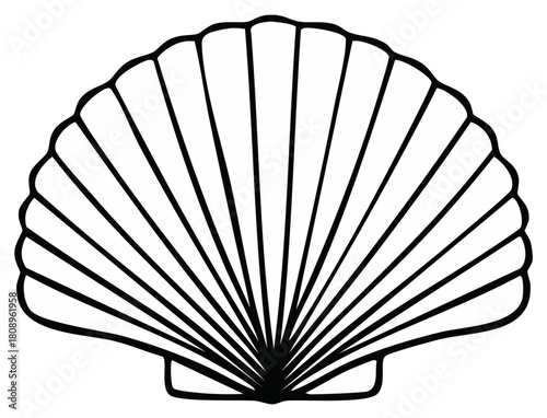 Seashell drawing in black lines, nautical outline with scallop shell details, marine life illustration.