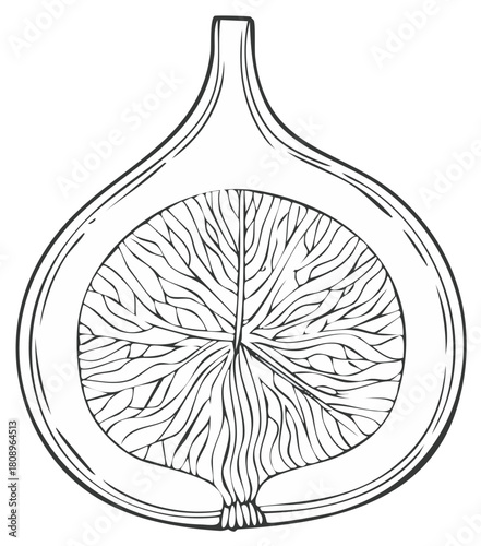 Half fig fruit illustration in cross section showing flesh and seed compartments in detailed line art