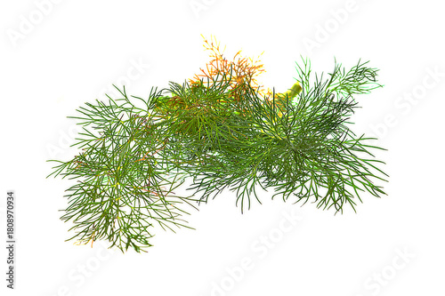 dill isolated on white background