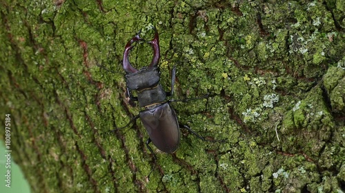 Stag beetle male climbs along an oak trunk looking for food, lucanus cervus, may, lower saxony, north germany 