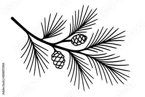 Winter Pine Line Art. Simple line art depiction of a pine tree branch with needle-like leaves and small pinecones. This illustration captures the essence of winter. Vector illustration