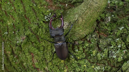 Stag beetle male climbs along an oak trunk looking for food, lucanus cervus, may, lower saxony, north germany 