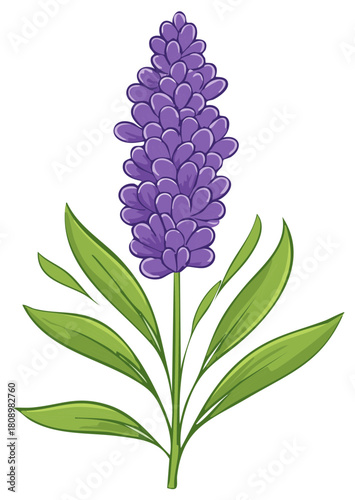 Illustrated lavender flower with purple flower head and green leaves