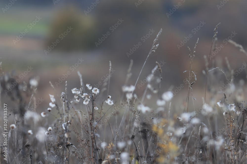 Naklejka premium Dry autumn grass in the field, autumn view background, nature