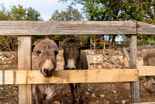 Fotografie Cute fluffy donkeys stuck heads out of stable pen, domestic farm animals outdoor
