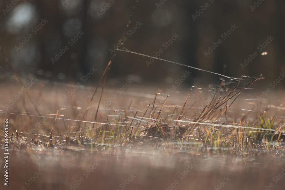Naklejka premium Autumn spider web flies in the field, abstract background, straw, old grass, nature