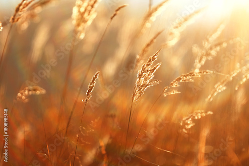 Tablou pe pânză Autumn nature view, dry grass on a sunny day, the background of the outgoing sea