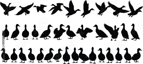 Duck Silhouette Set of Flying, Standing, and Walking Waterfowl Birds in Different Poses, Fauna Vector Graphic Collection.