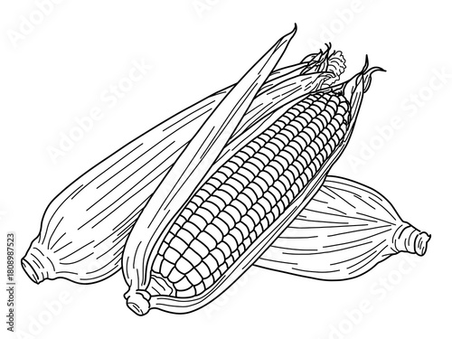 Hand drawn line of corn,Vector corn on the cob, Organic food, Vegetables concept,Corn on the cob outline icons on white background  