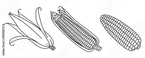 Corn vector collection ,Hand drawn line of vegetable set of corn cobs,Corn on the cob outline icons on white background  