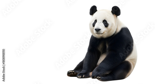 Giant panda sitting isolated on black background looking at the camera