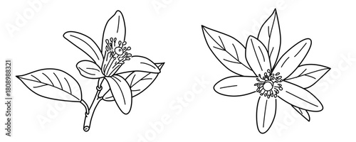 Hand drawn line of orange tree blossom, lemon or other citrus, Buds and leaves vector illustration,Neroli blossom,Vector outline illustration branch with flowers and leaves 