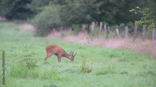 A roebuck stands in a meadow, near a fence, grazing, summer, north rhine westphalia, (capreolus capreolus), germany 