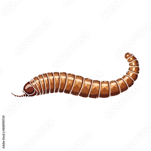 Illustration of a brown mealworm larva with segmented body on