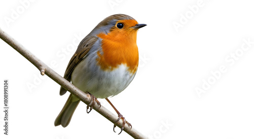 European robin perched on a twig against a black background