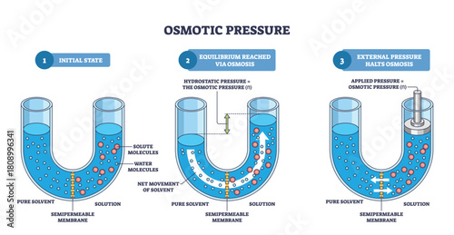 Osmotic pressure outline shows solvent moving across a semipermeable membrane in a U-tube toward solute molecules, equilibrium and applied pressure illustrated. Outline diagram