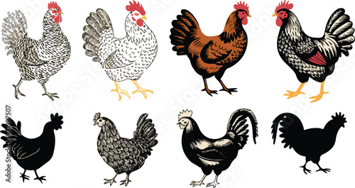 Chicken and Hen Graphics for Agriculture & Butchery