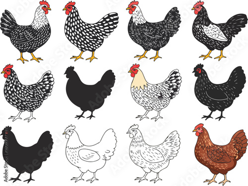 Poultry Farming Vector Set with Multiple Chicken Styles