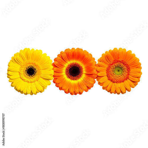 Vibrant Gerbera Trio: An eye-level close-up captures a cheerful arrangement of three bright gerbera daisies against a simple background.