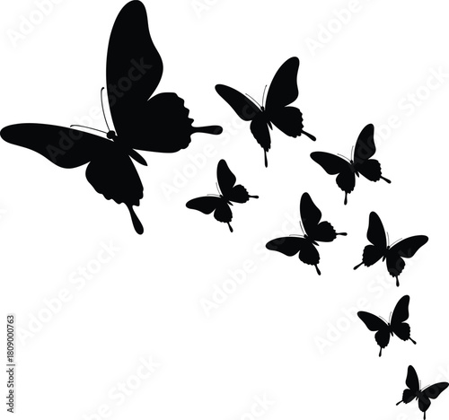 Vector illustration of black butterfly silhouettes flying in a group formation from large to small isolated on a white background