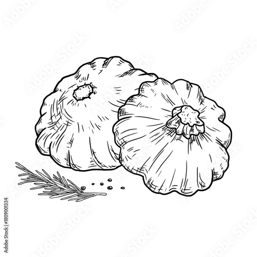 Squash and sprig of rosemary, sketch. Vector illustration. Farm vegetables and spices, isolated on white background. For recipes, stickers on canned food, menus, for village fair and textiles