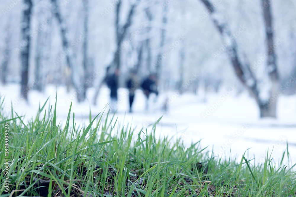 Naklejka premium cold snap, change in weather, green grass covered with snow, snowfall in spring or the first snow in autumn